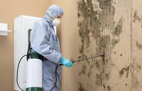 Why You Should Choose Our Mold Remediation Services in Willowbrook, CA